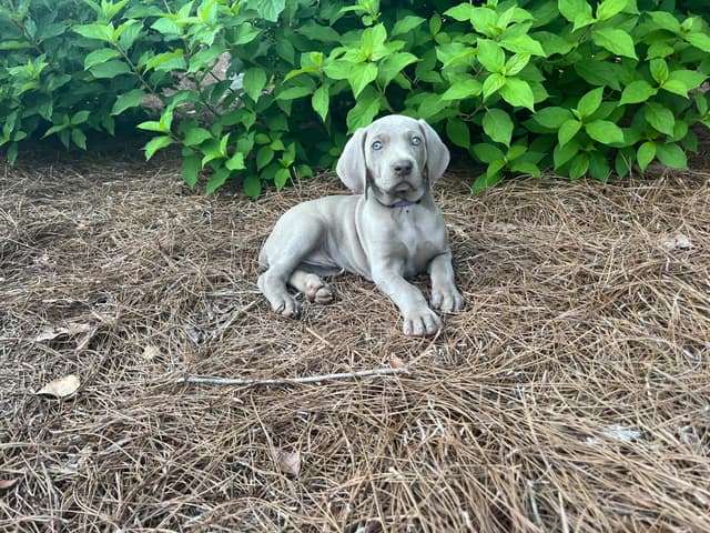 Weimaraner Puppies media 12