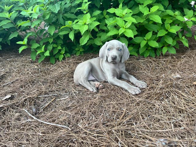 Weimaraner Puppies media 14