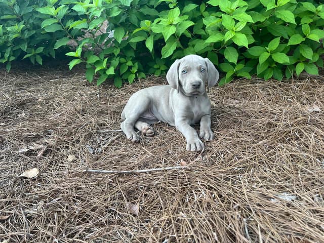 Weimaraner Puppies media 15