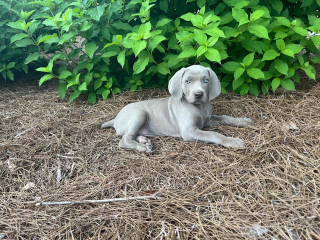 Weimaraner Puppies media 16