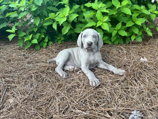 Weimaraner Puppies media 17