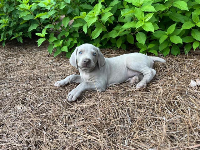 Weimaraner Puppies media 18