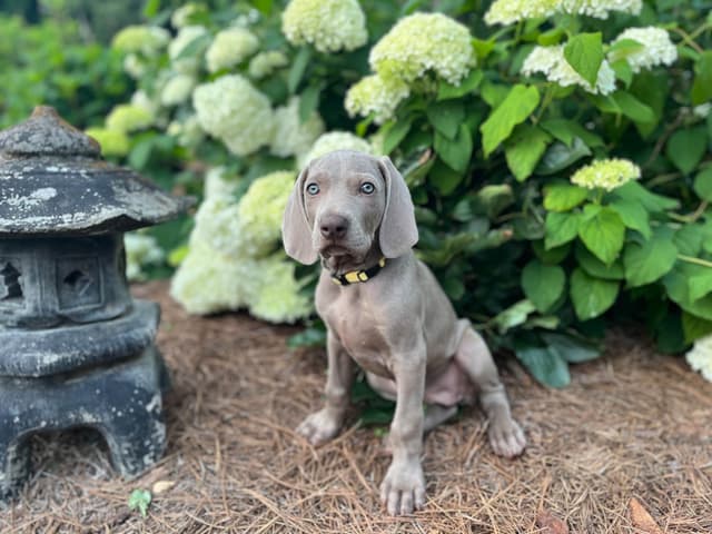 Weimaraner Puppies media 19