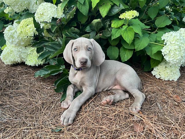 Weimaraner Puppies media 21