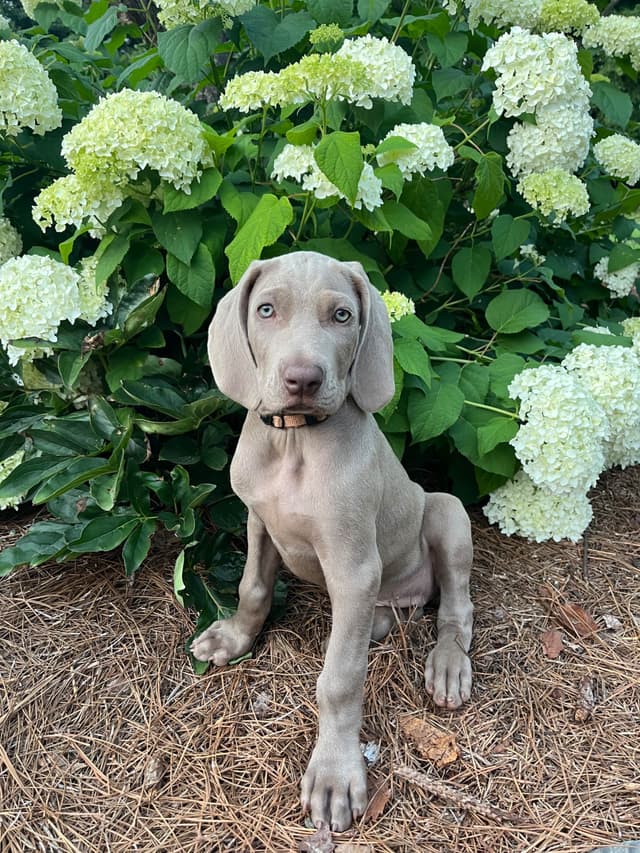 Weimaraner Puppies media 22