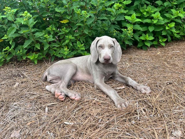 Weimaraner Puppies media 23