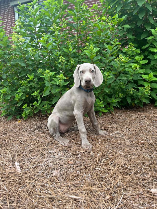Weimaraner Puppies media 25