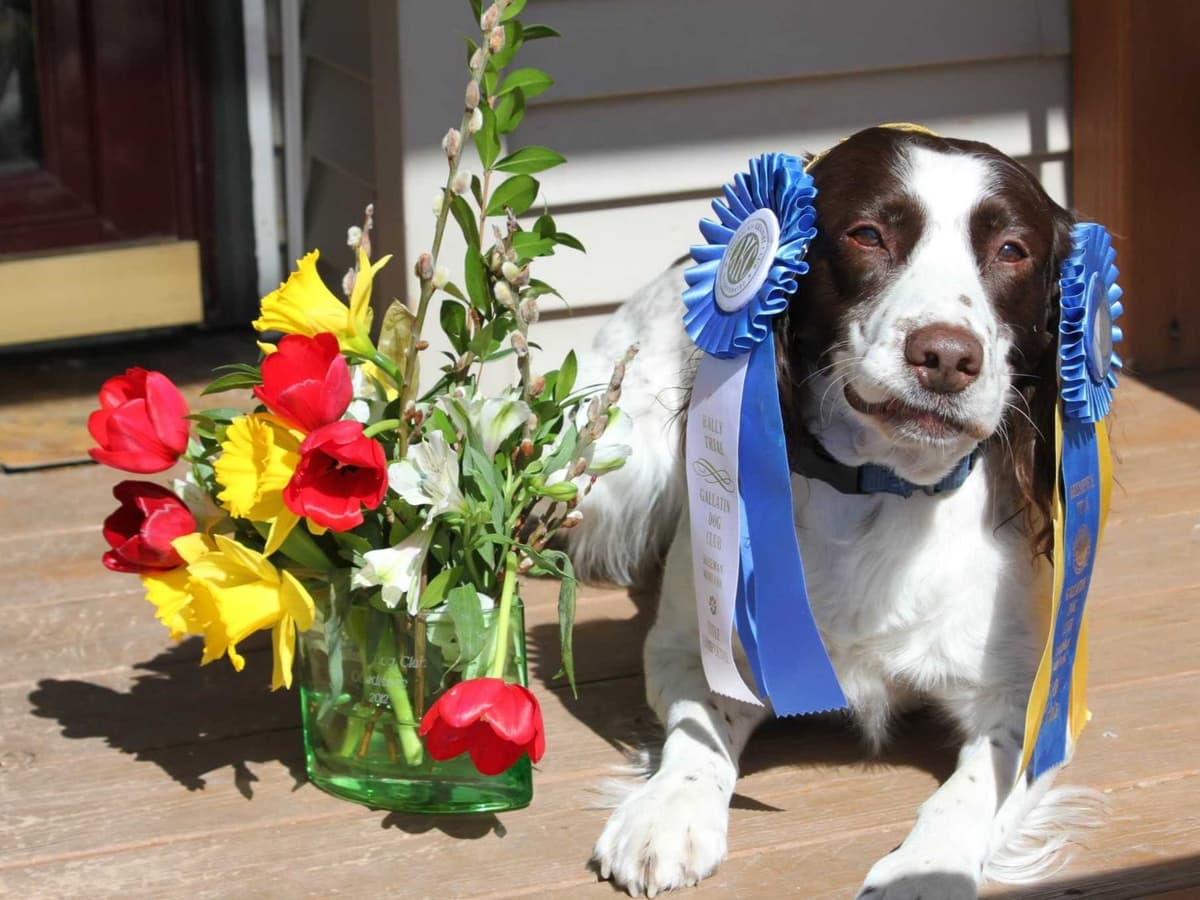Pretty Parti Girl breeder image 7