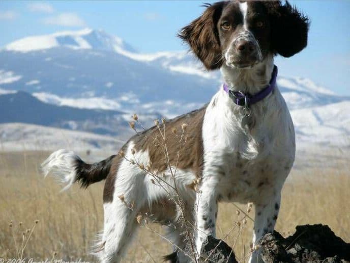Pretty Parti Girl breeder image 10