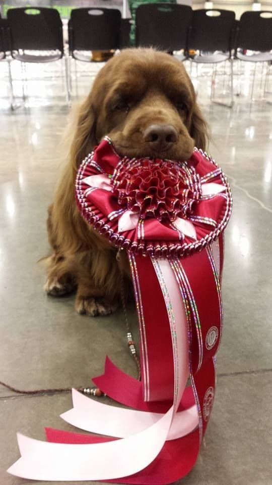 Pretty Parti Girl breeder image 19
