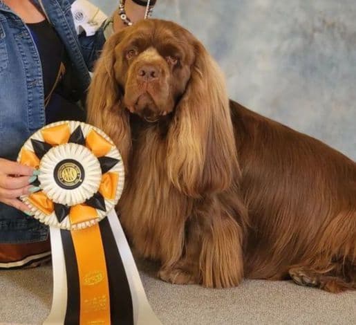 Pretty Parti Girl breeder image 21