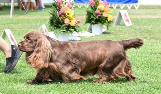 Pretty Parti Girl breeder image 23