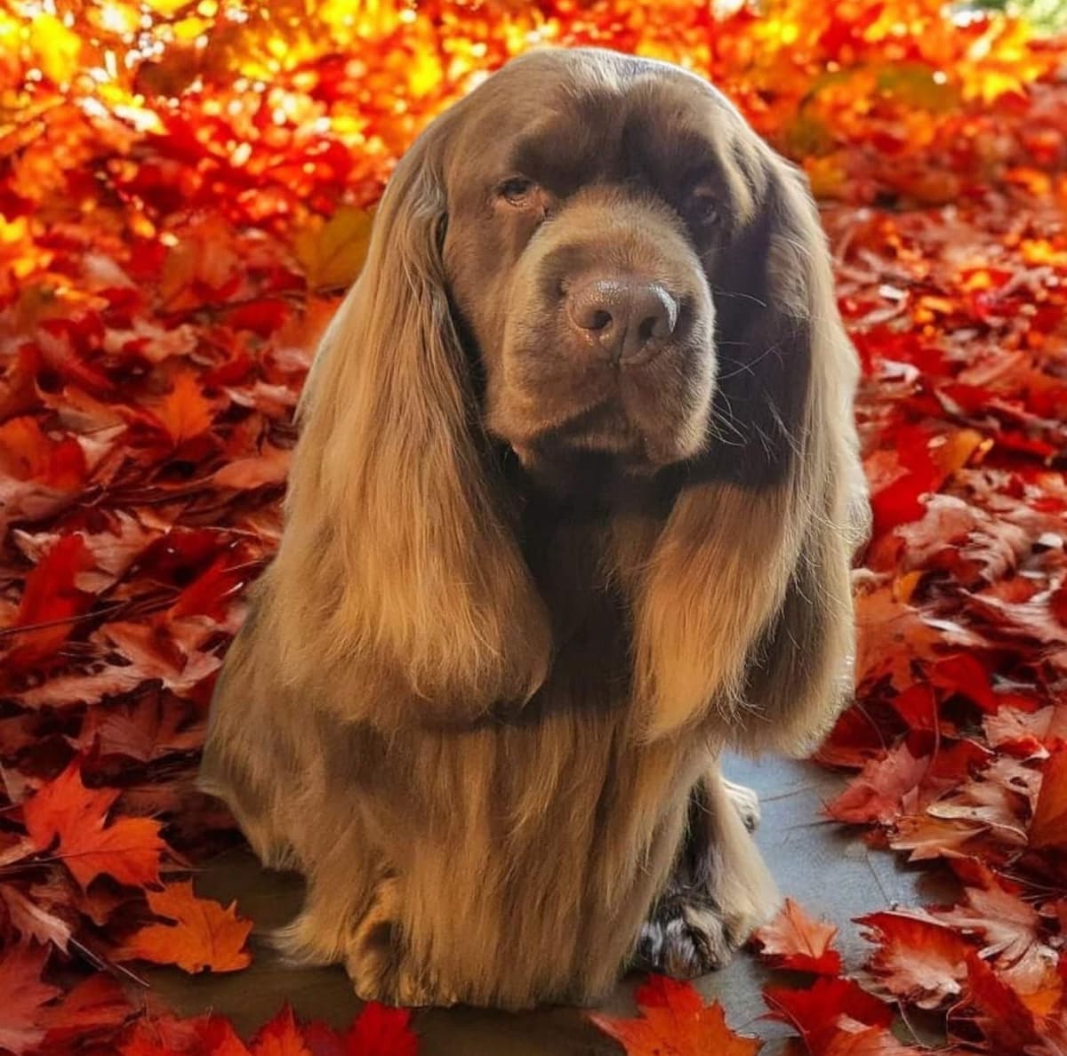 Pretty Parti Girl breeder image 24