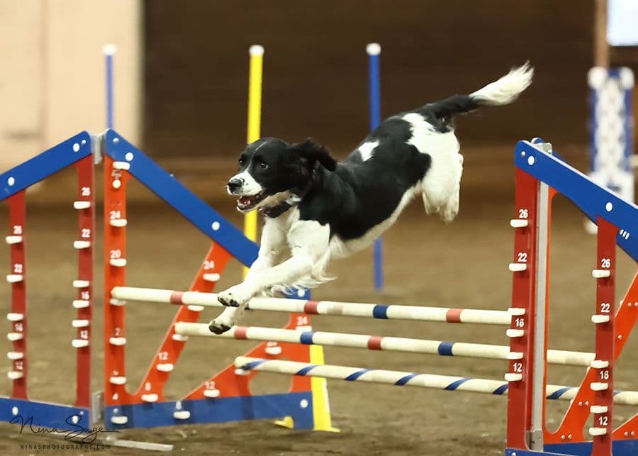 Pretty Parti Girl breeder image 2