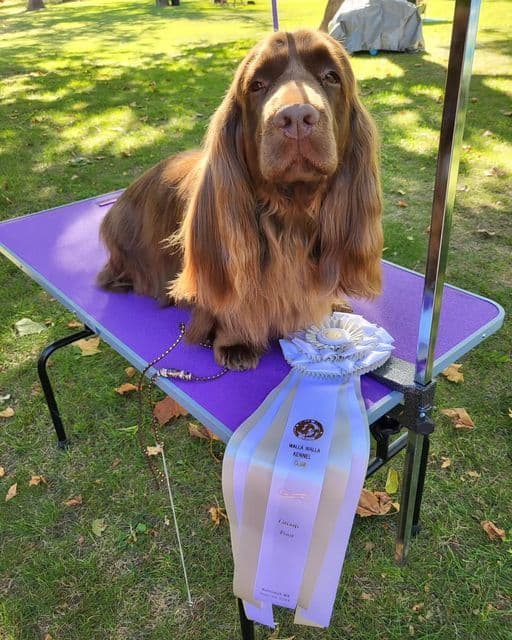 Pretty Parti Girl breeder image 26