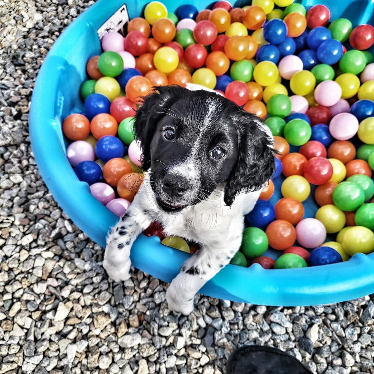 Pretty Parti Girl breeder image 12