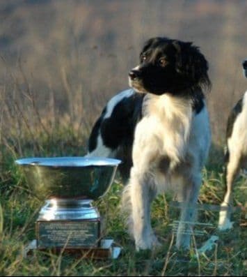 Pretty Parti Girl breeder image 4