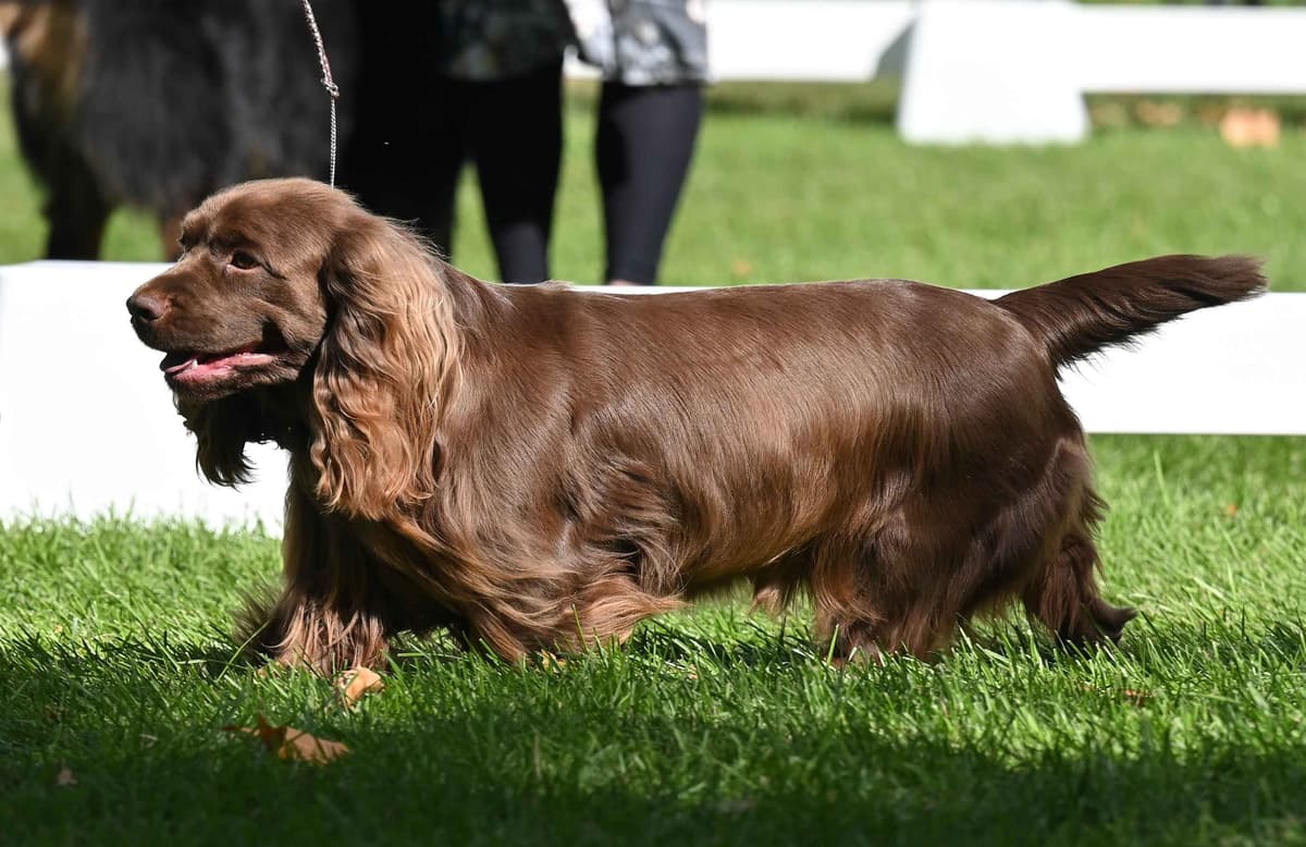 Pretty Parti Girl breeder image 28