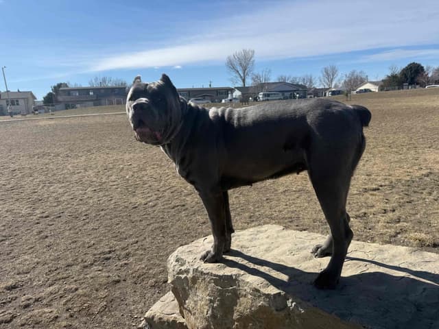 Cane Corso Puppies media 9