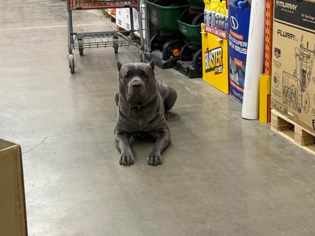 Cane Corso Puppies media 11