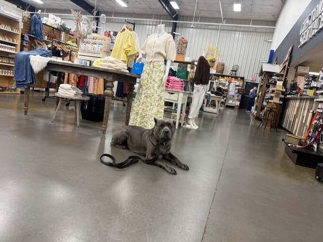 Cane Corso Puppies media 13