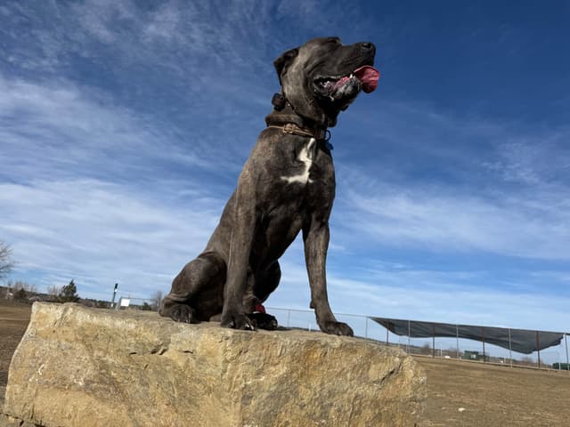 Cane Corso Puppies media 14