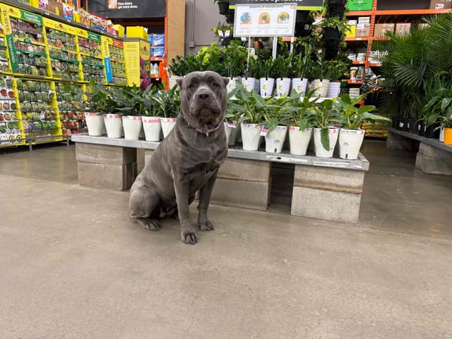 Cane Corso Puppies media 15