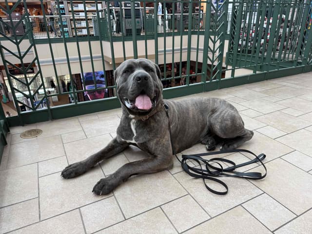 Cane Corso Puppies media 16