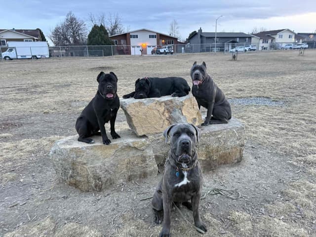 Cane Corso Puppies media 17