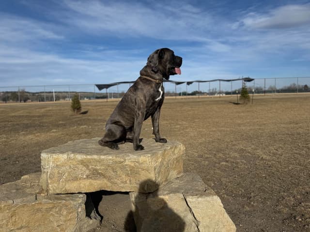 Cane Corso Puppies media 18