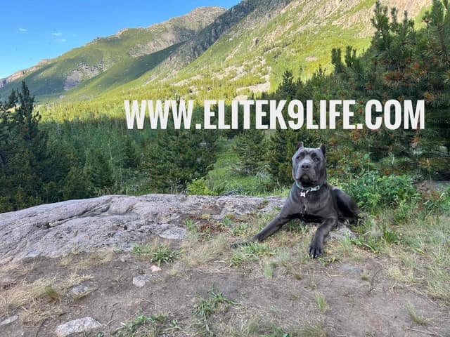 Cane Corso Puppies media 19