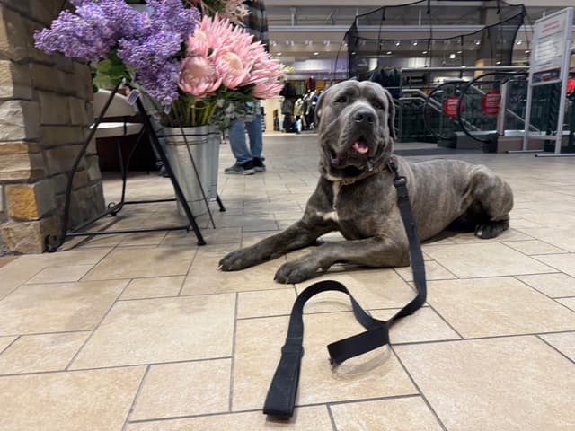 Cane Corso Puppies media 20
