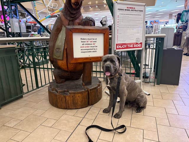 Cane Corso Puppies media 21
