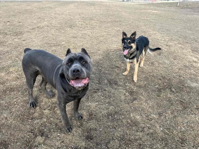 Cane Corso Puppies media 22