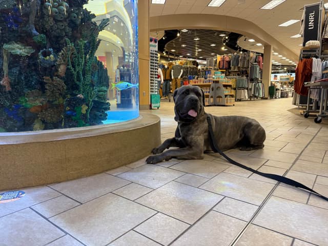 Cane Corso Puppies media 23