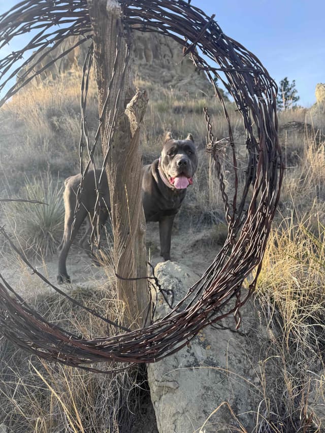 Cane Corso Puppies media 24