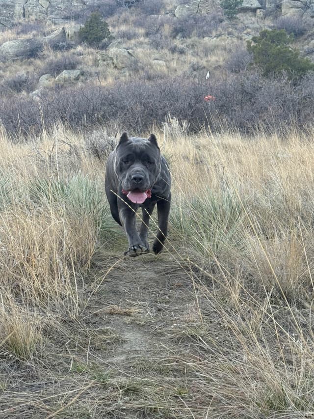 Cane Corso Puppies media 25