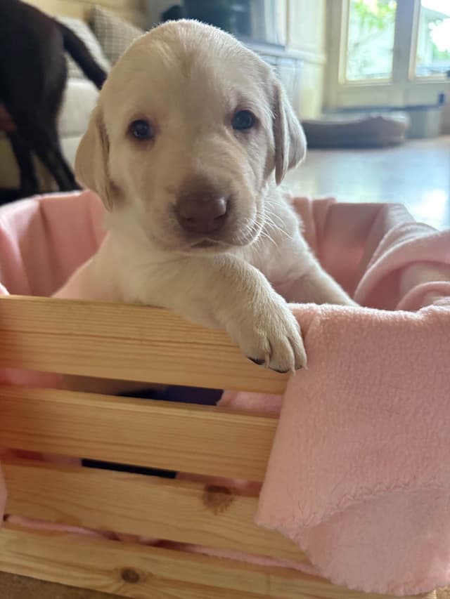 Labrador Retriever Puppies - Yellow Female and Chocolate Male media 4