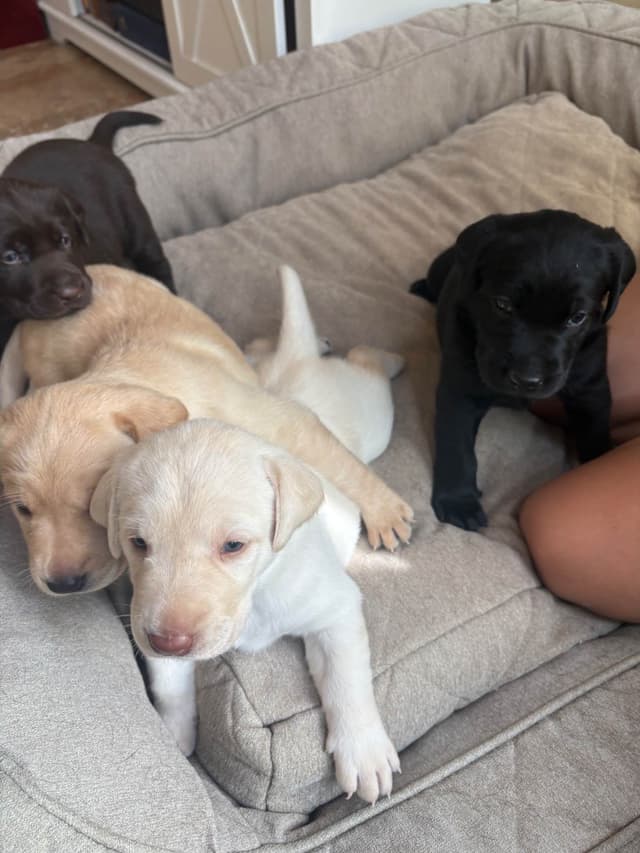 Labrador Retriever Puppies - Yellow Female and Chocolate Male media 5