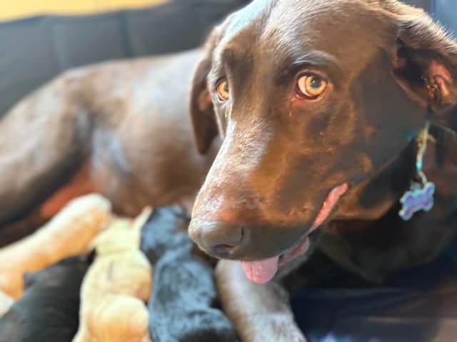Labrador Retriever Puppies - Yellow Female and Chocolate Male media 7