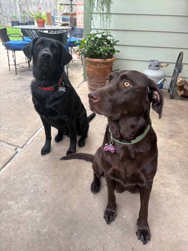 Labrador Retriever Puppies - Yellow Female and Chocolate Male media 6