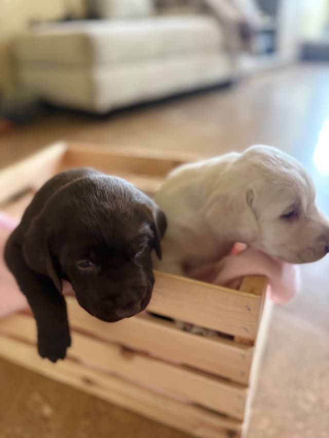 Labrador Retriever Puppies - Yellow Female and Chocolate Male media 8
