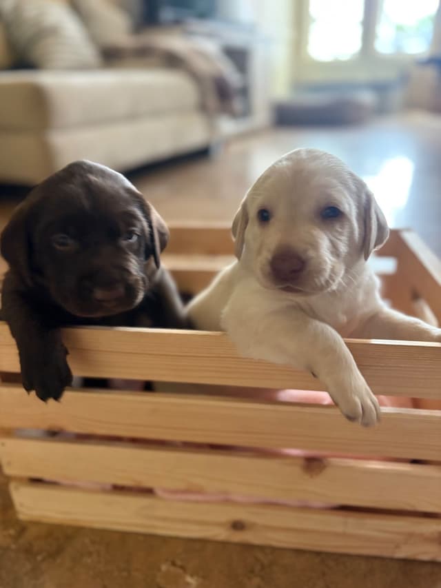 Labrador Retriever Puppies - Yellow Female and Chocolate Male media 9