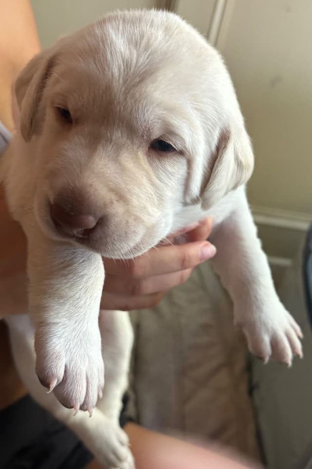 Labrador Retriever Puppies - Yellow Female and Chocolate Male media 10