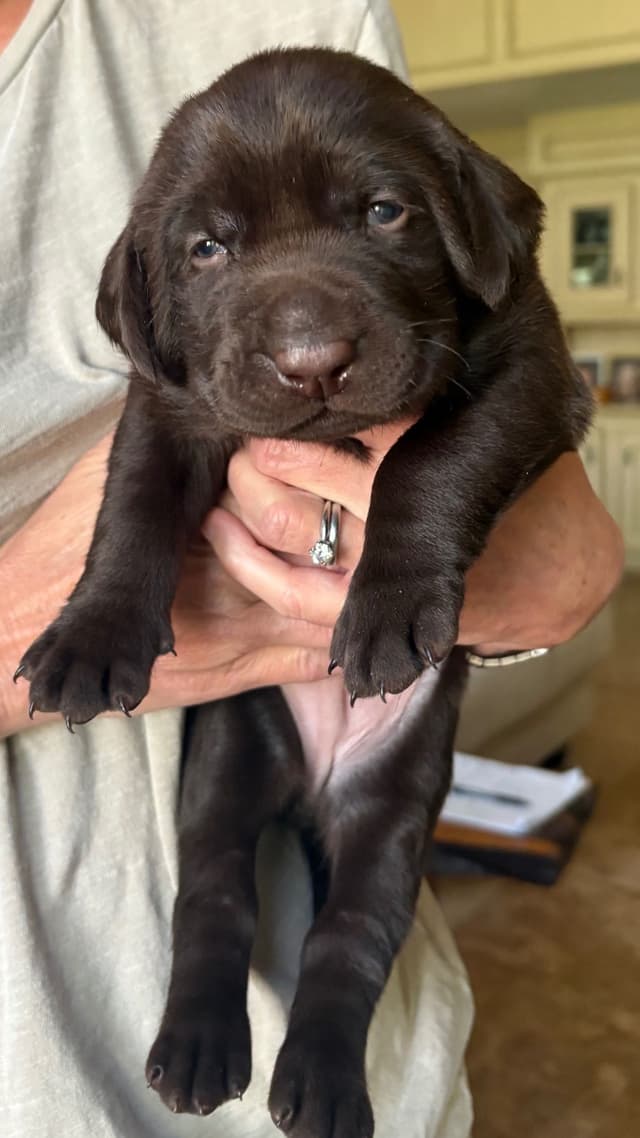 Labrador Retriever Puppies - Yellow Female and Chocolate Male media 11