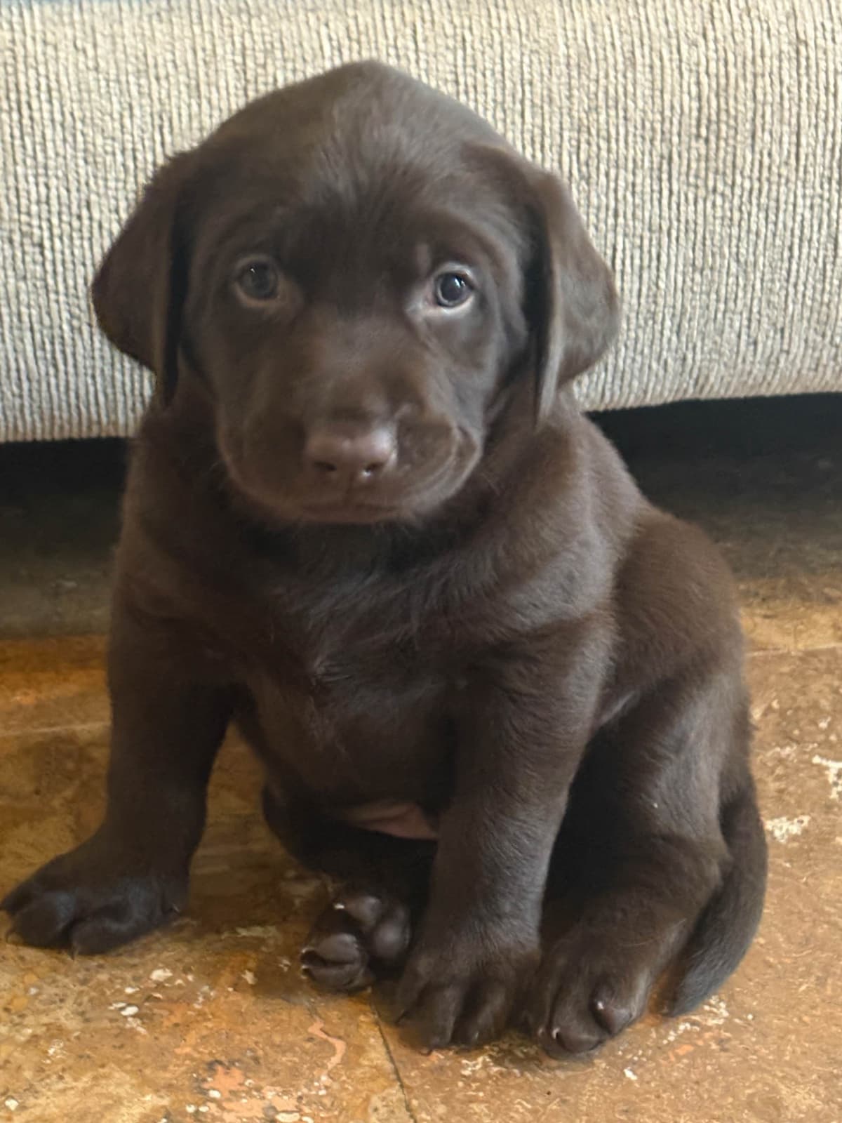 Labrador Retriever Puppies - Yellow Female and Chocolate Male breeder image 1