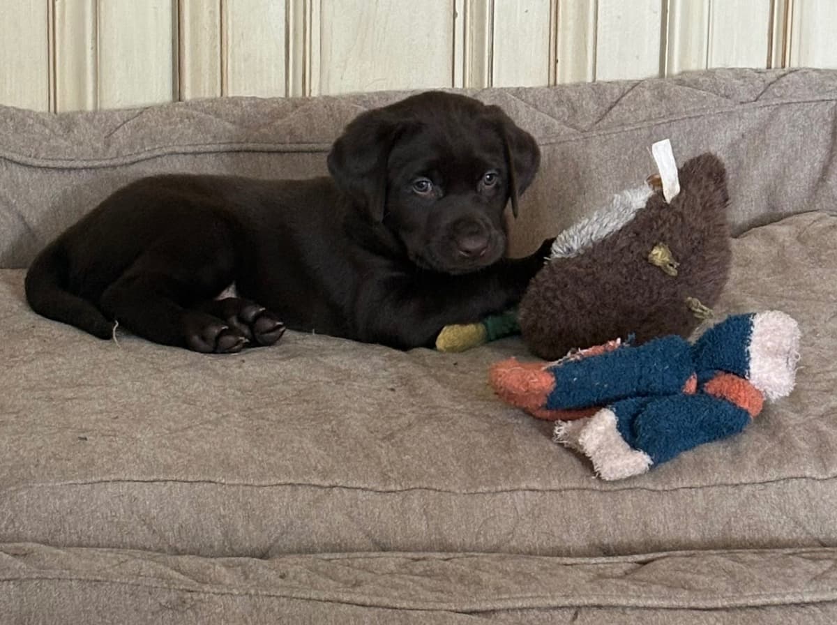 Labrador Retriever Puppies - Yellow Female and Chocolate Male breeder image 2