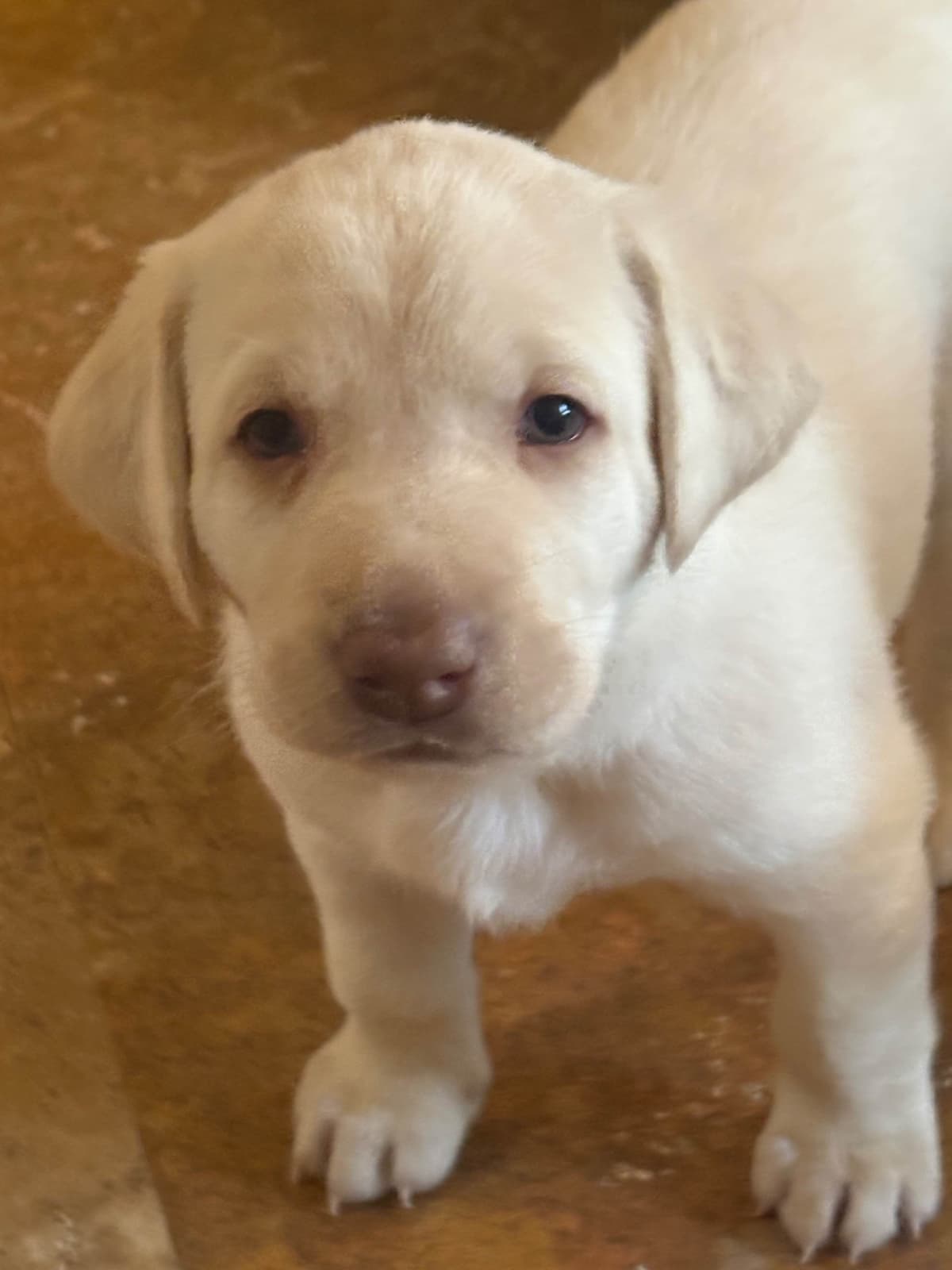 Labrador Retriever Puppies - Yellow Female and Chocolate Male breeder image 3