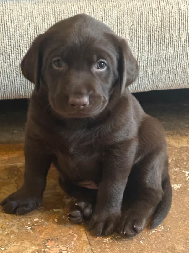 Labrador Retriever Puppies - Yellow Female and Chocolate Male media 2