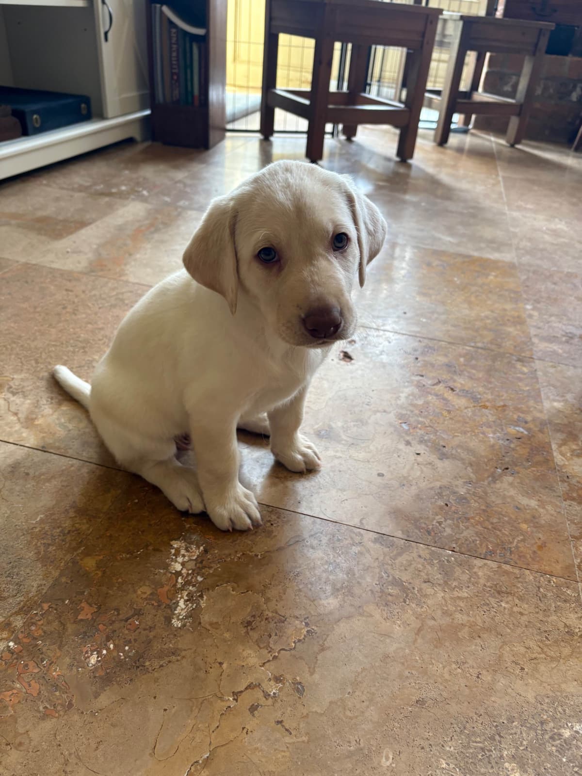 Labrador Retriever Puppies - Yellow Female and Chocolate Male breeder image 5